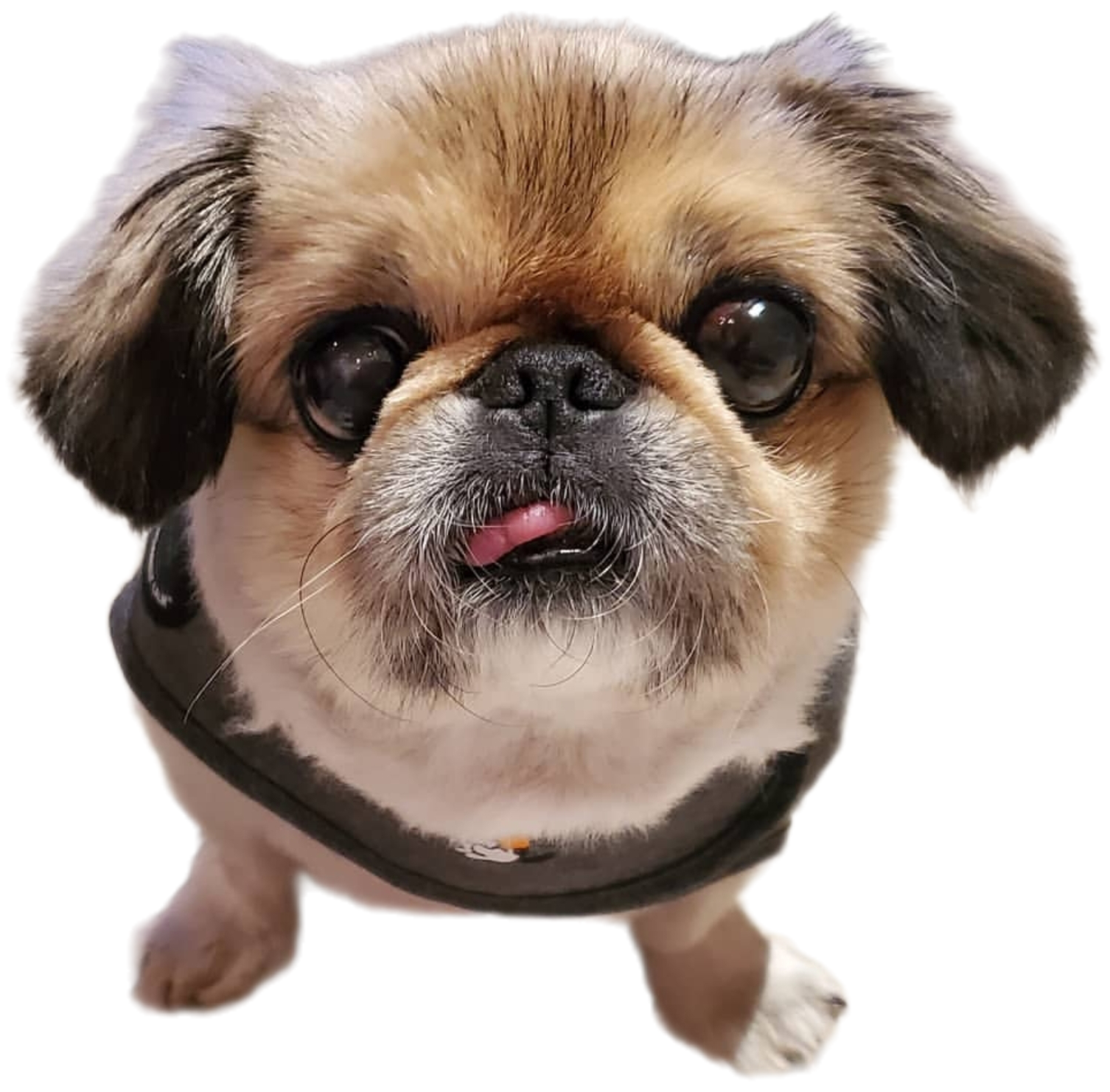 Chibi, a fawn Pekingese with big dark eyes and her tongue peeking out